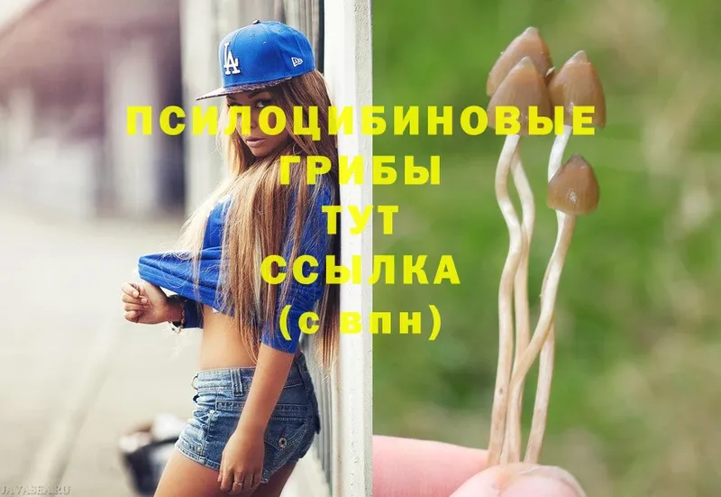 дарнет шоп  мега ссылки  Галлюциногенные грибы Psilocybine cubensis  Старая Купавна 